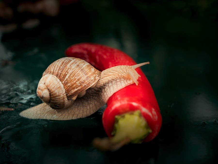 Brown Snail Crawling on Red Chili